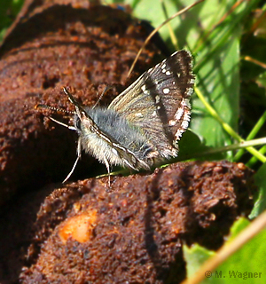 Pyrgus alveus an Hundekot